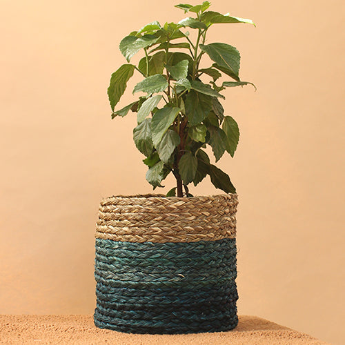 Babui Eco-Pot and Utility Baskets Collection - Laundry and Sabai Baskets